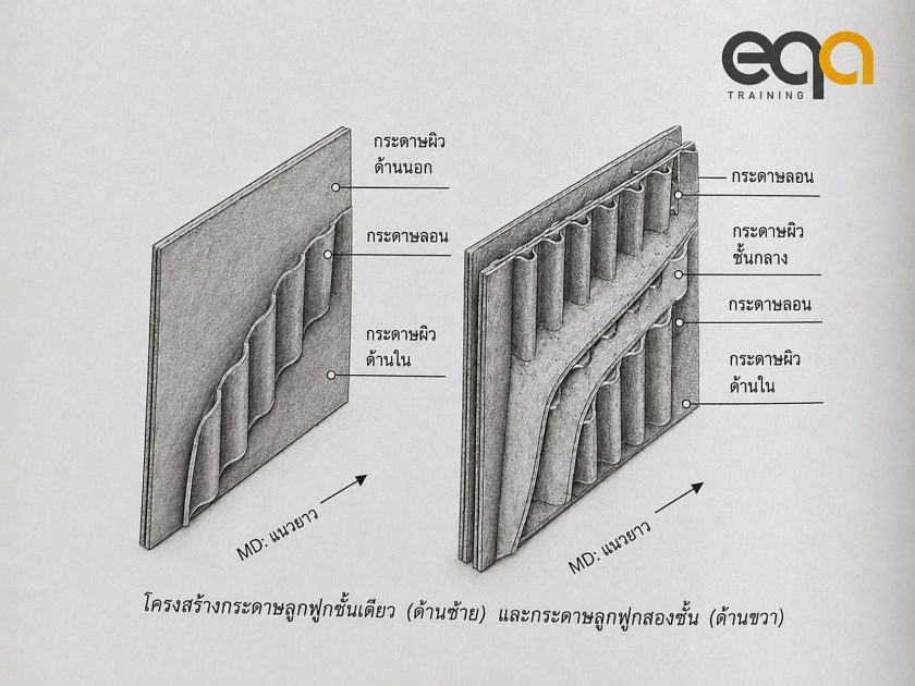 กระดาษลูกฟูกคืออะไร? ตอนที่ 1: รู้จักโครงสร้าง Single-wall และ Double-wall | EQA Thailand